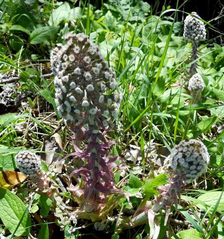 Petasites hybridus