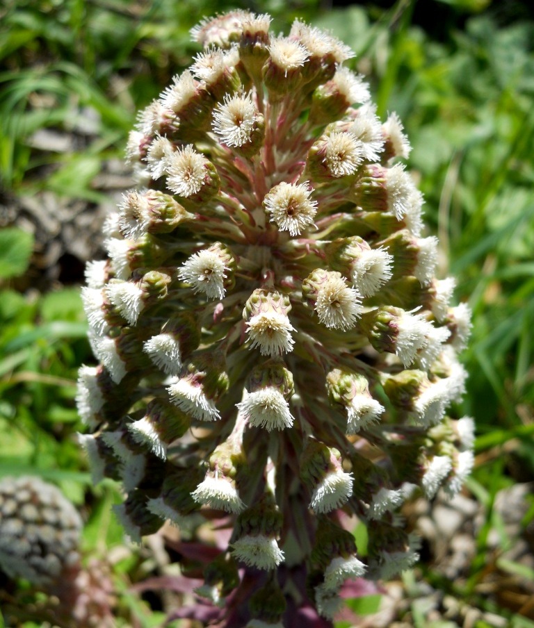 Petasites hybridus