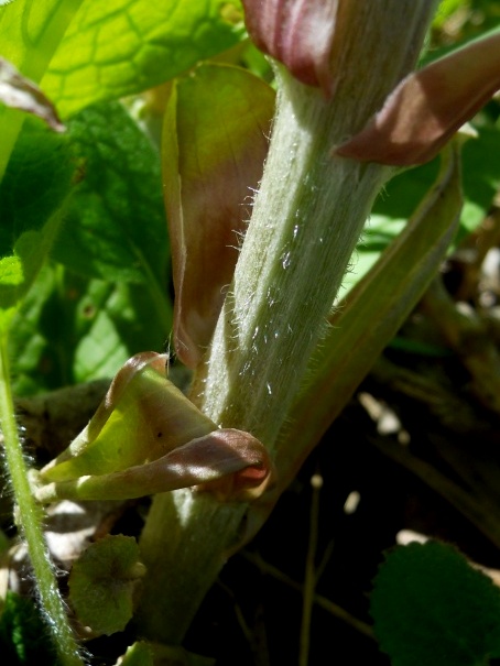 Petasites hybridus