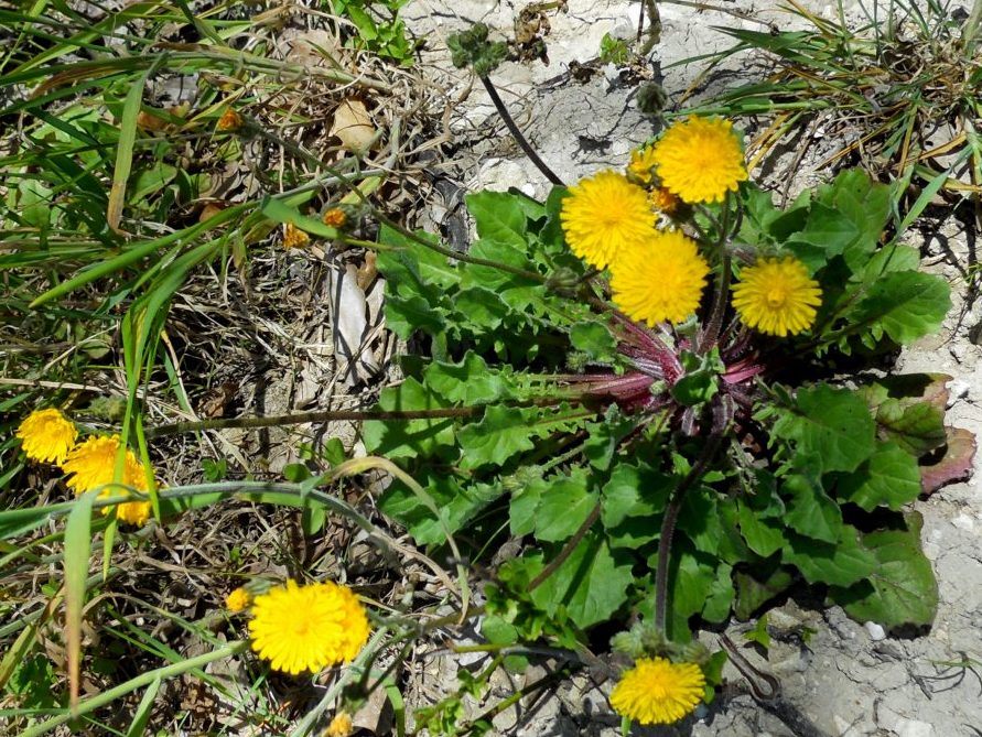 Crepis sancta