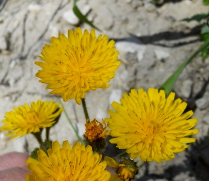 Crepis sancta