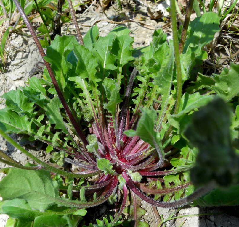 Crepis sancta