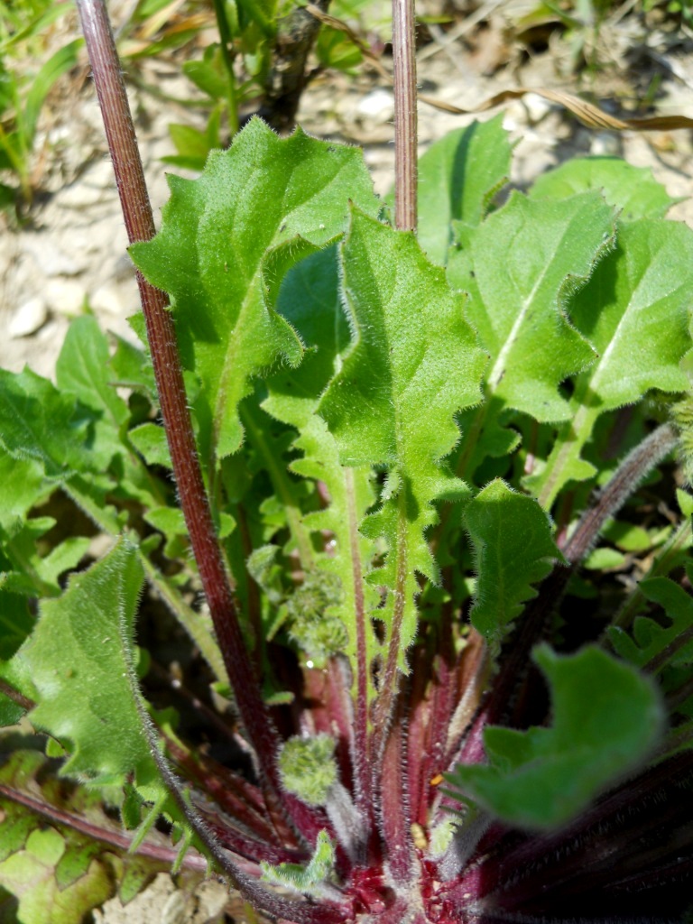 Crepis sancta