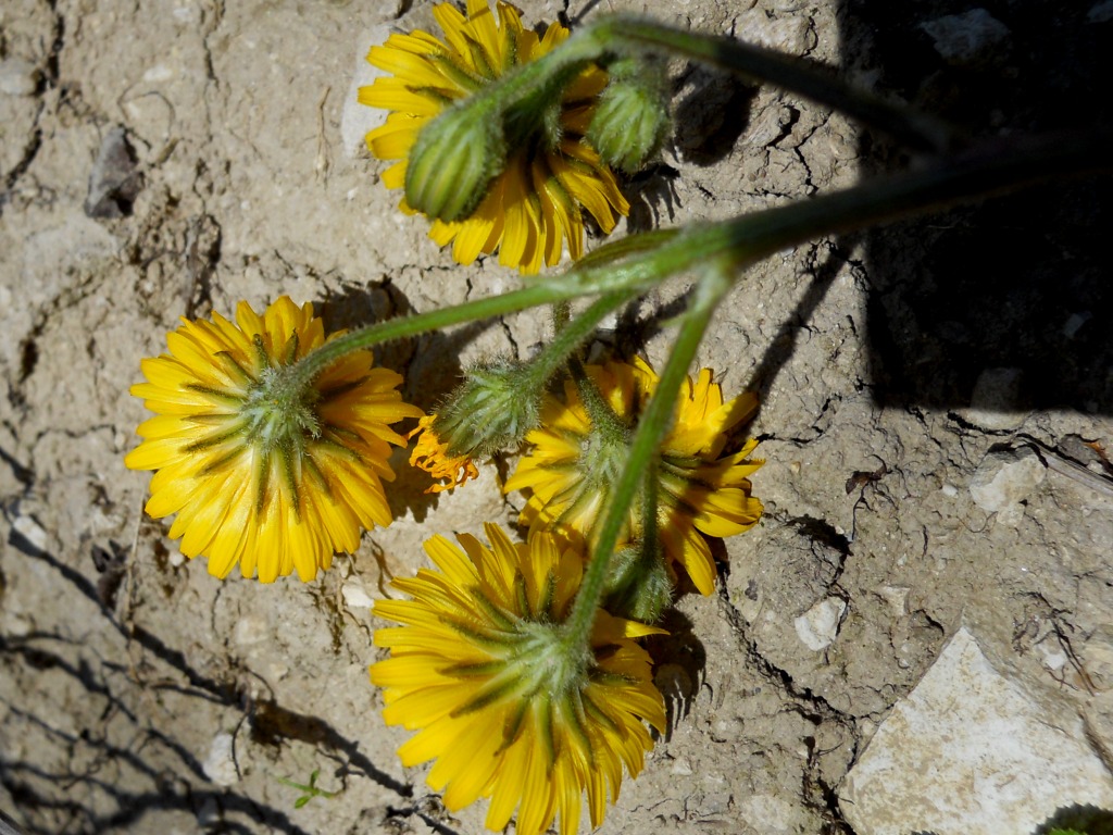 Crepis sancta