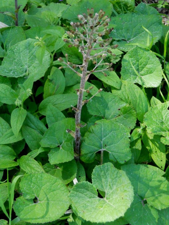 Petasites hybridus