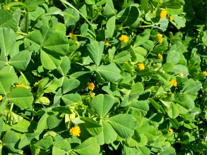 Medicago polymorpha / Erba medica polimorfa