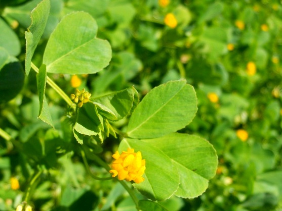 Medicago polymorpha / Erba medica polimorfa