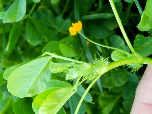 Medicago polymorpha / Erba medica polimorfa