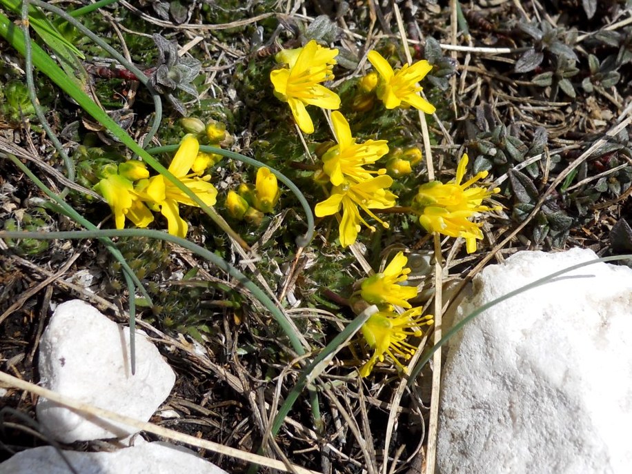 Draba aizoides / Draba aizoide