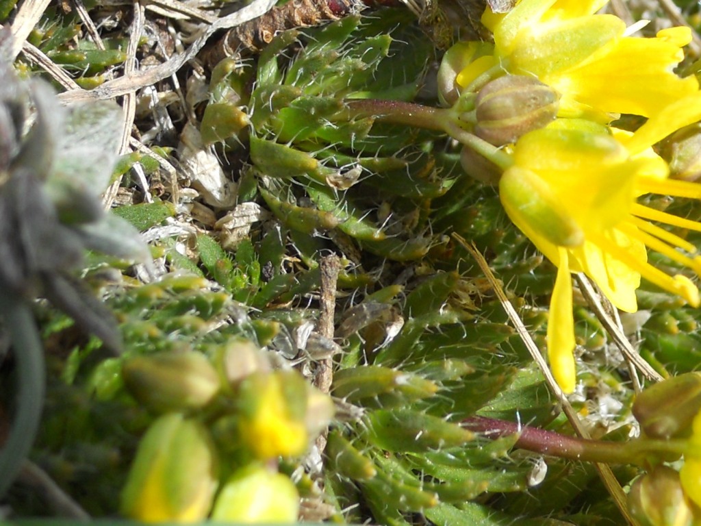 Draba aizoides / Draba aizoide