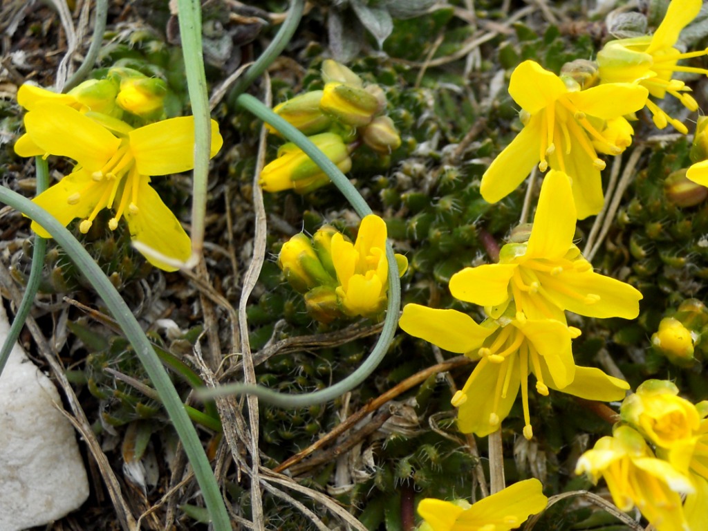 Draba aizoides / Draba aizoide