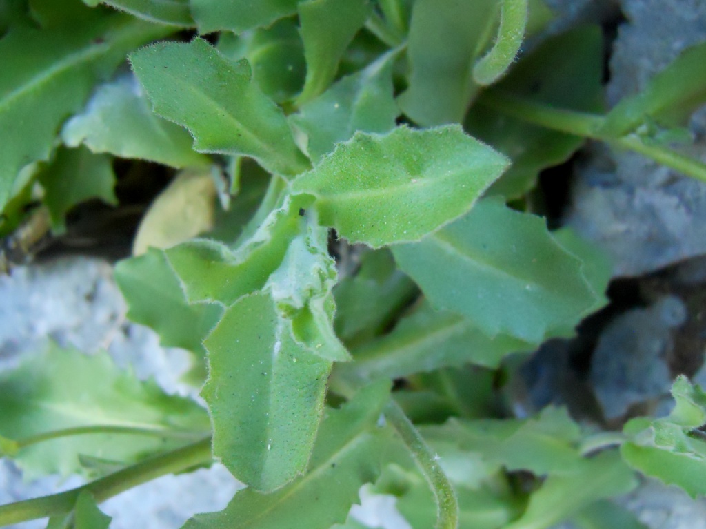 Arabis alpina