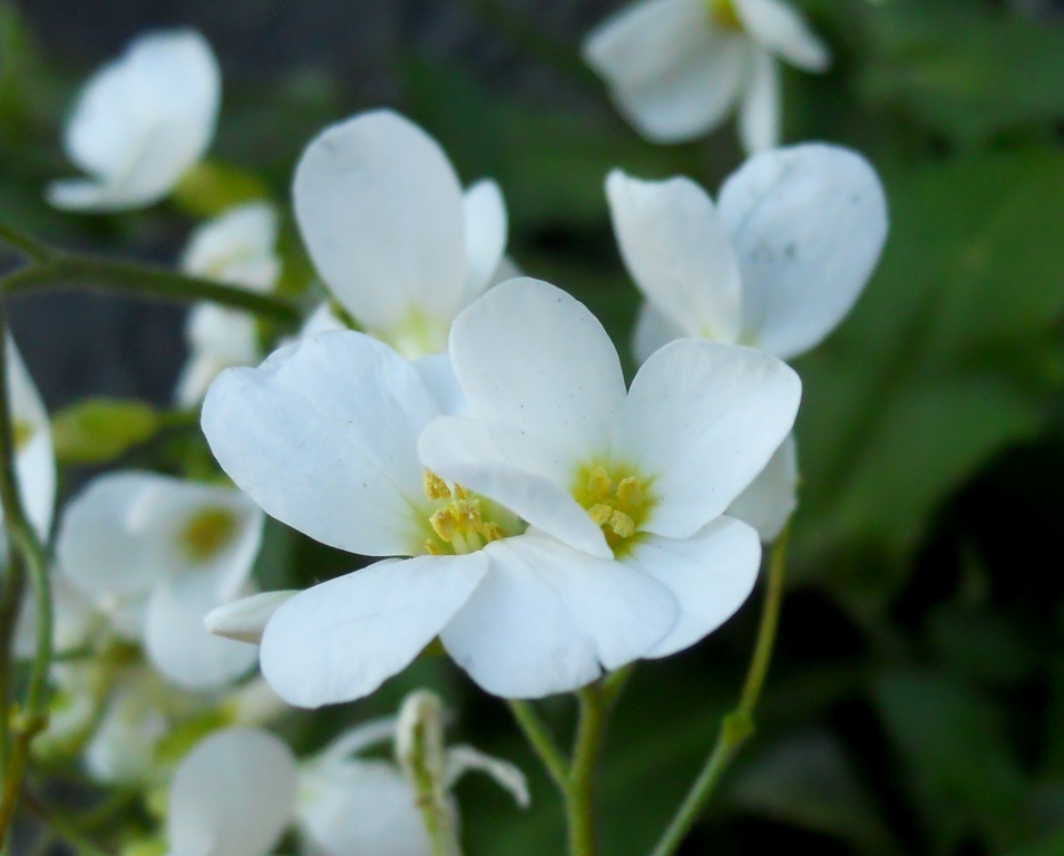 Arabis alpina