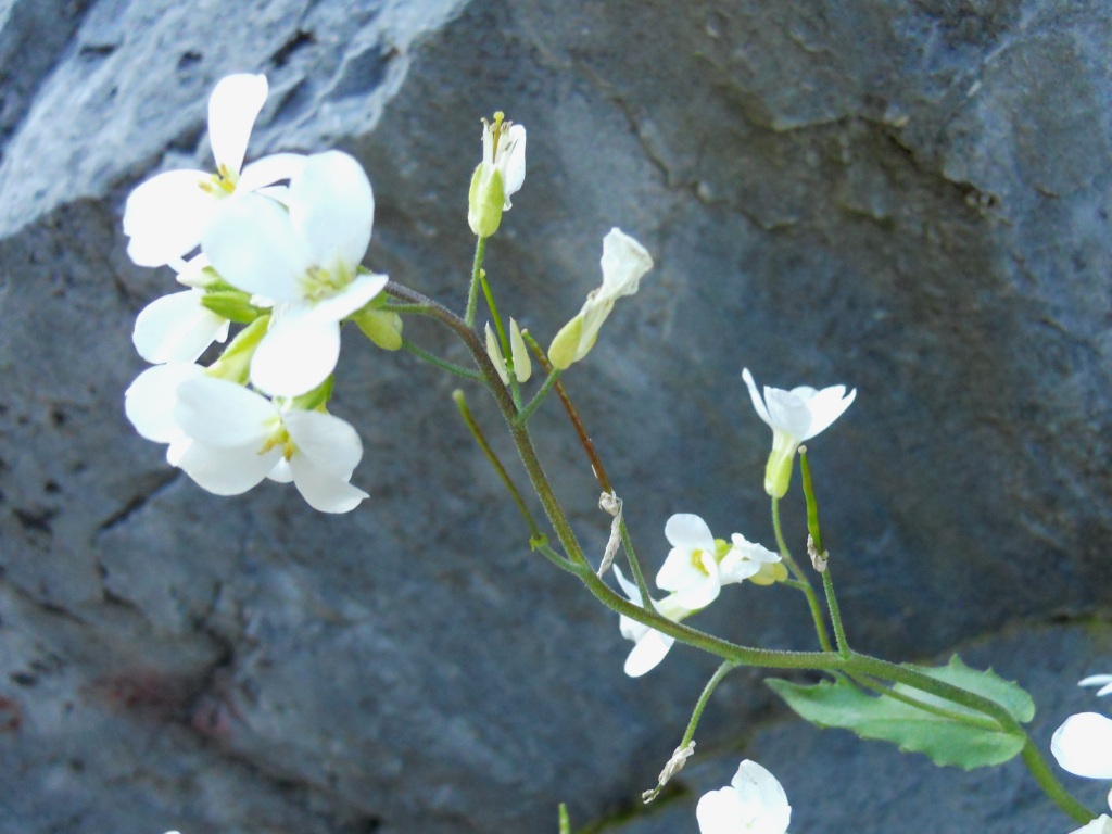 Arabis alpina