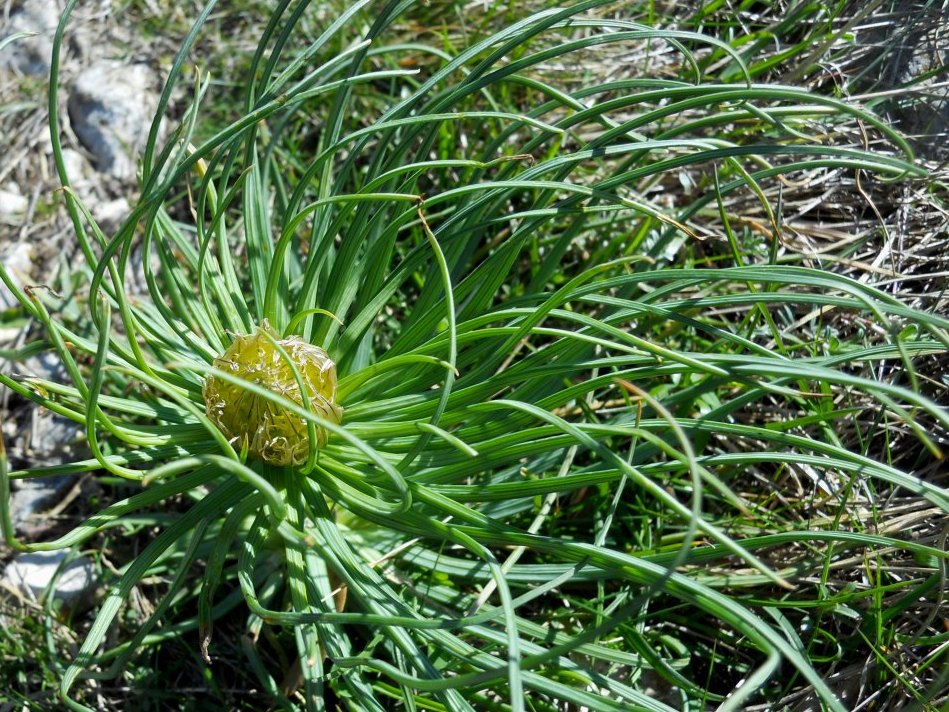 Asphodeline lutea / Asfodelo giallo