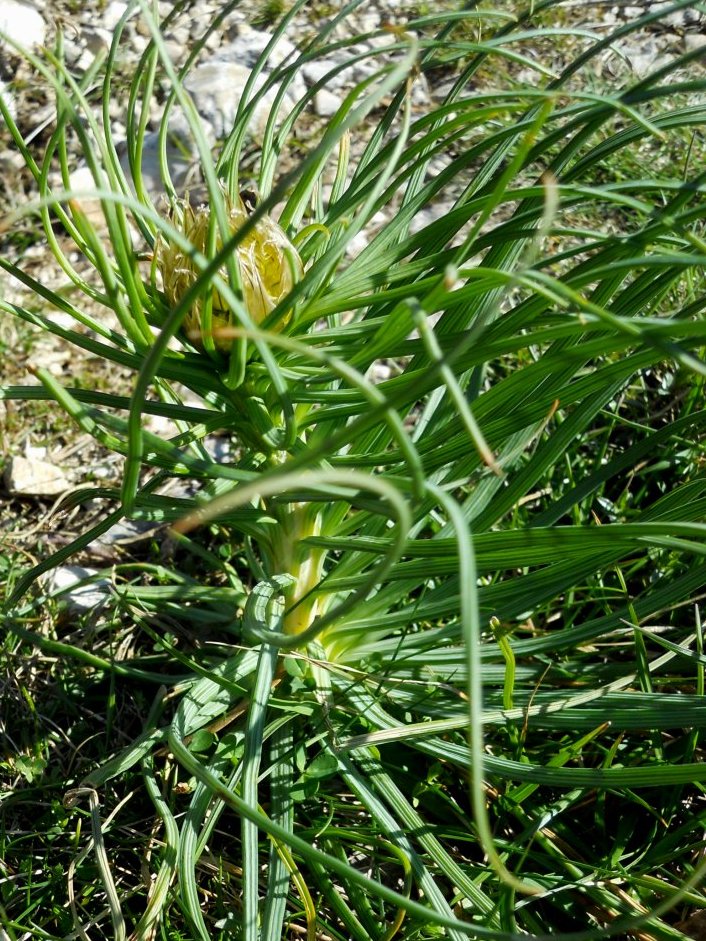 Asphodeline lutea / Asfodelo giallo