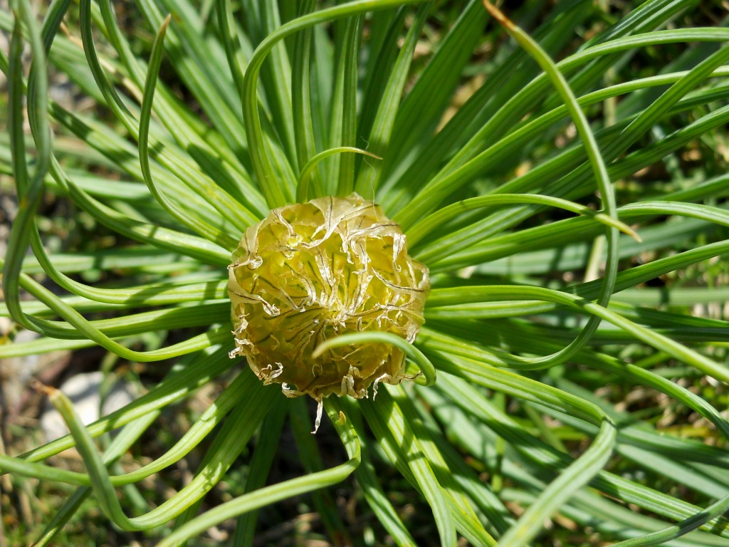 Asphodeline lutea / Asfodelo giallo