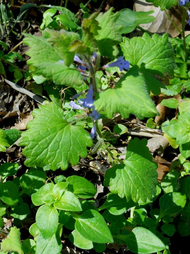 Glechoma hederacea