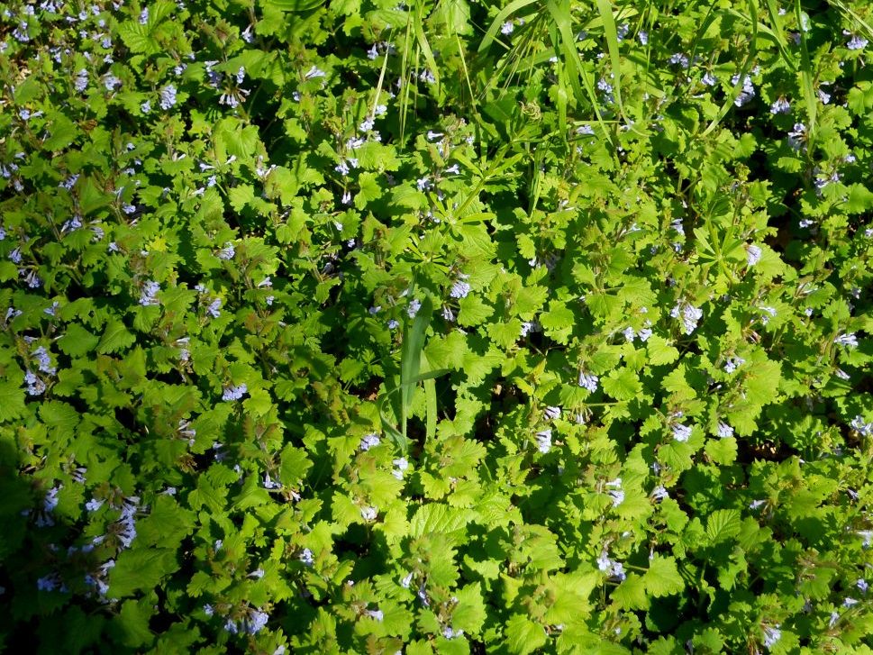 Glechoma hederacea