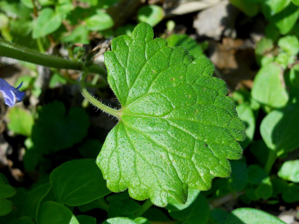 Glechoma hederacea
