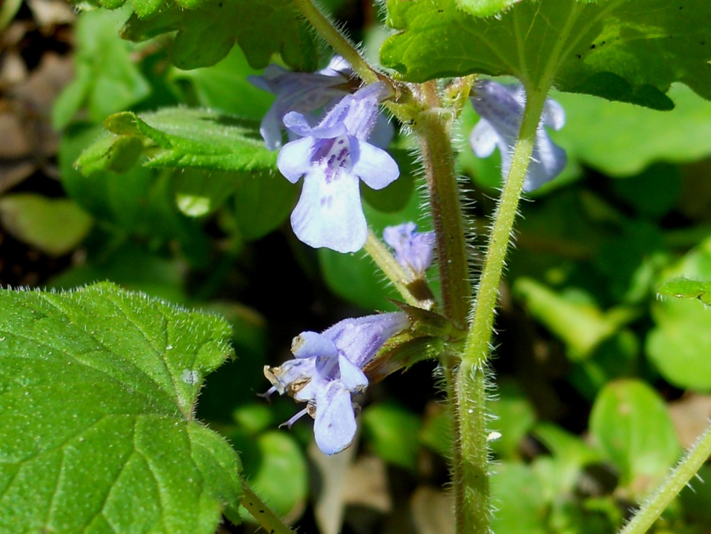 Glechoma hederacea