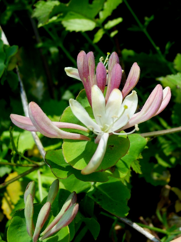 Lonicera caprifolium / Caprifoglio