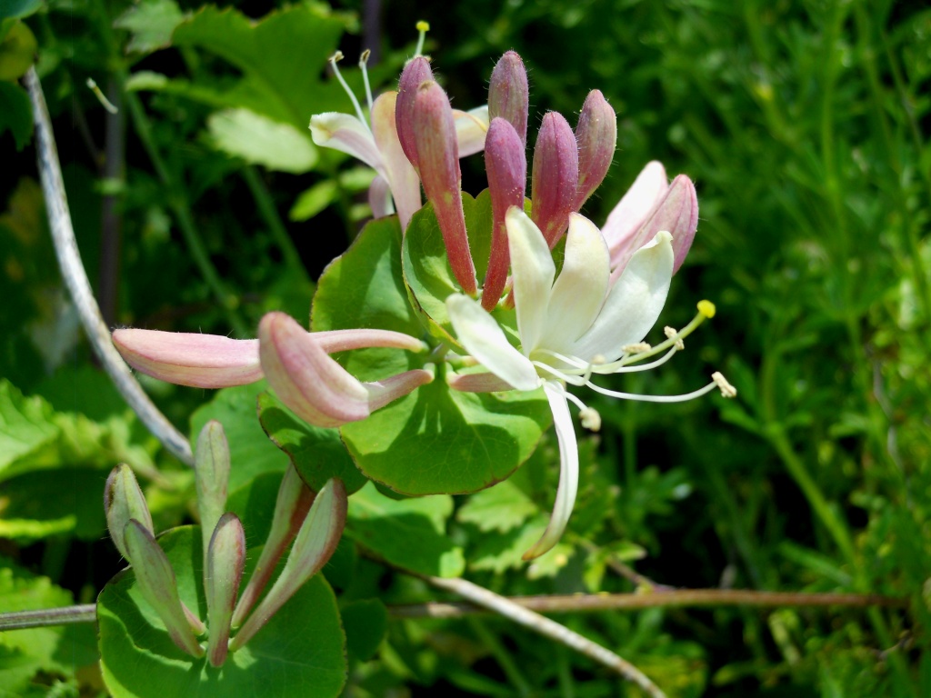Lonicera caprifolium / Caprifoglio