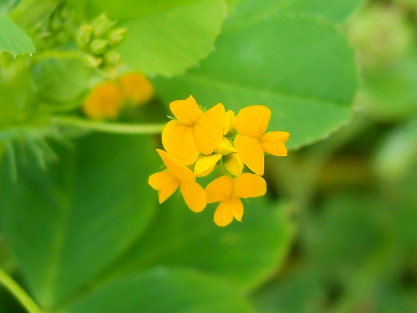 Medicago polymorpha / Erba medica polimorfa