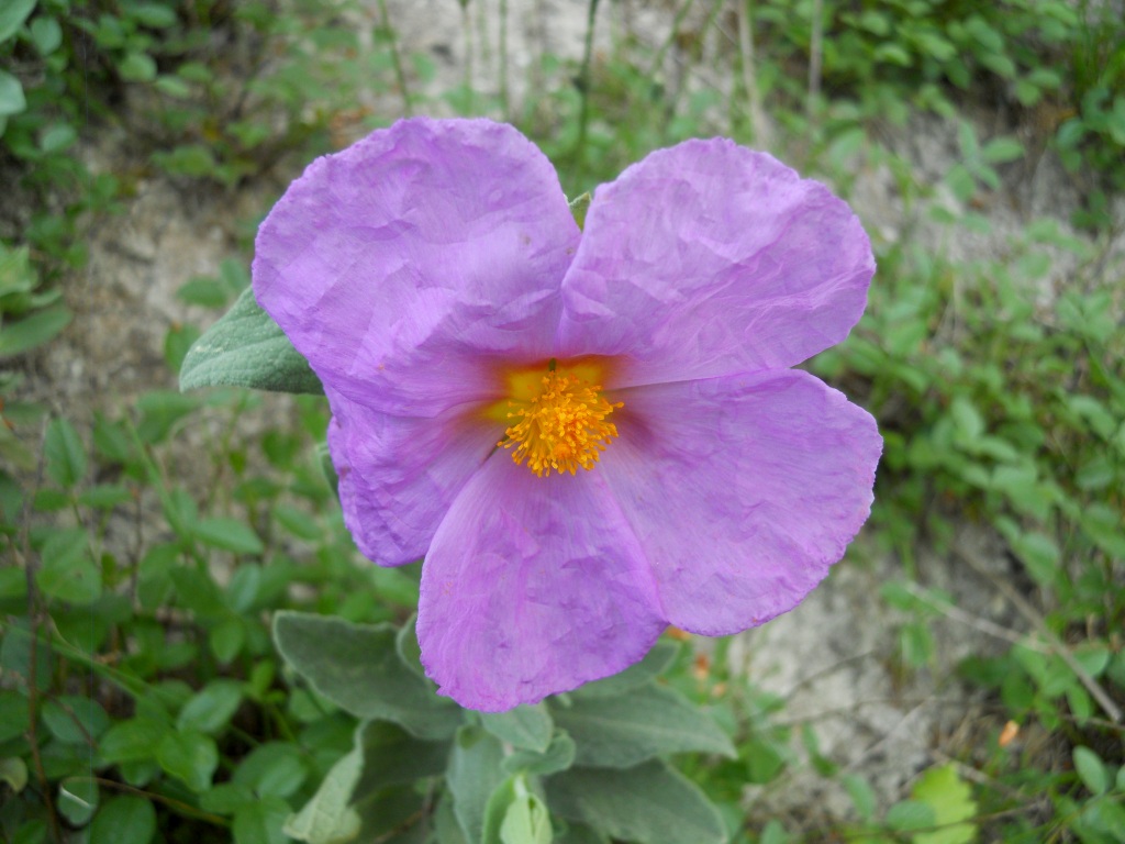 Cistus albidus / Cisto a foglie sessili