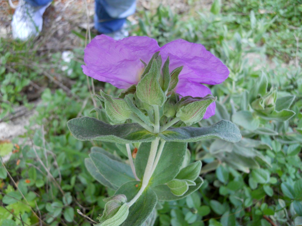 Cistus albidus / Cisto a foglie sessili