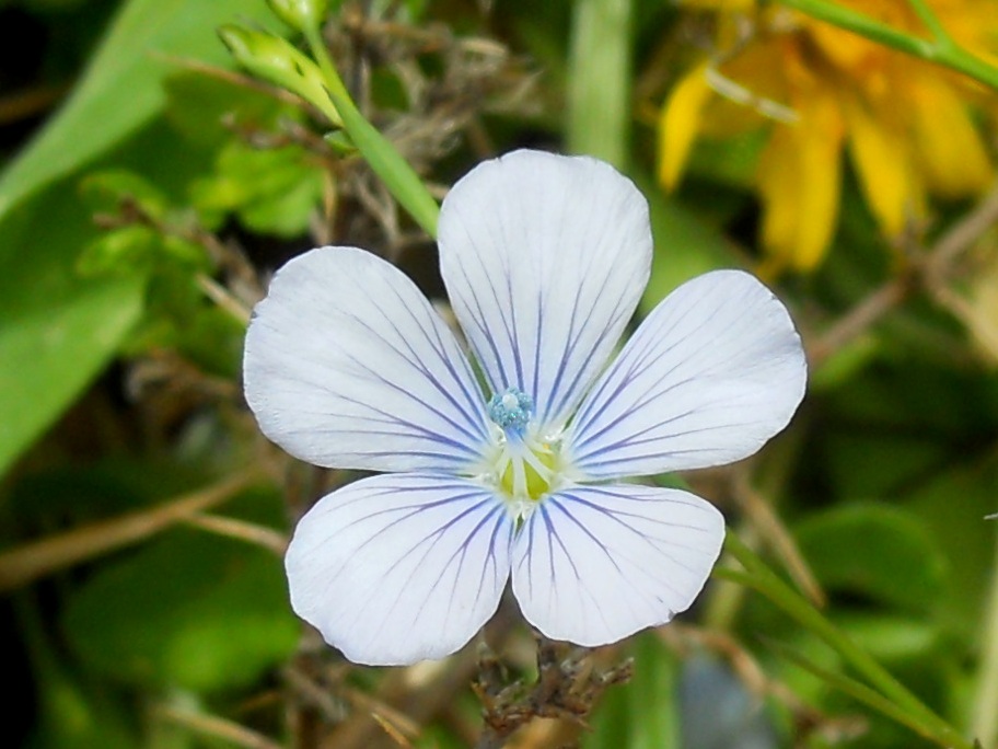 Linum usitatissimum subsp. angustifolium (=L. bienne) / Lino selvatico