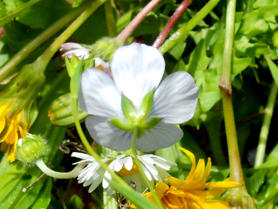 Linum usitatissimum subsp. angustifolium (=L. bienne) / Lino selvatico