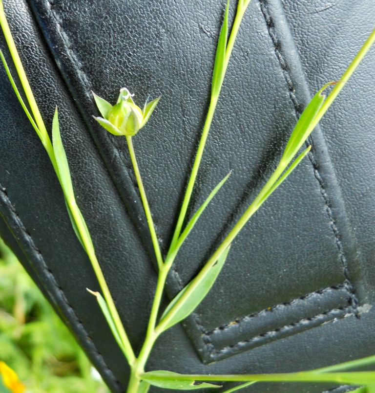 Linum usitatissimum subsp. angustifolium (=L. bienne) / Lino selvatico