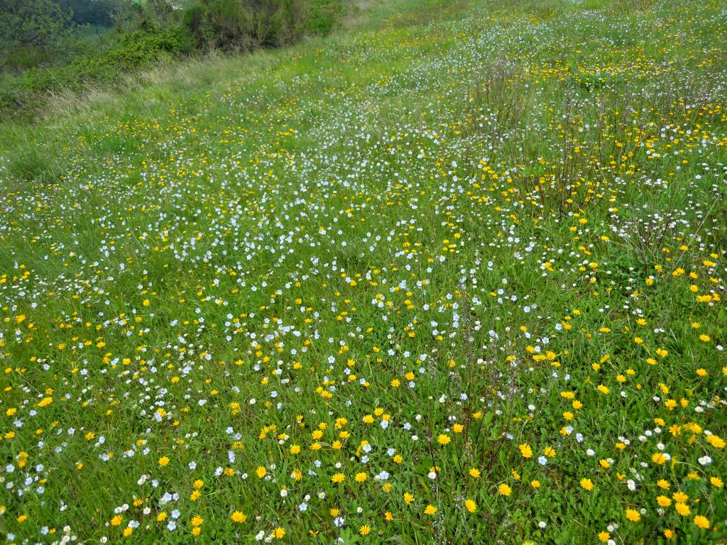 Linum usitatissimum subsp. angustifolium (=L. bienne) / Lino selvatico