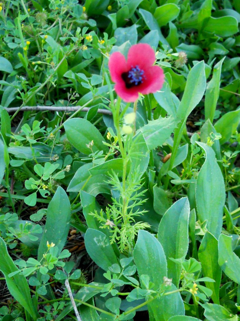 Papaver sp.
