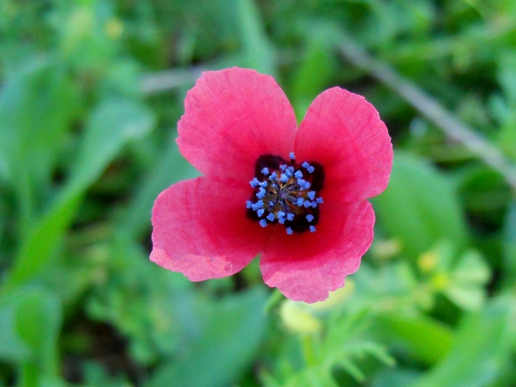 Papaver sp.