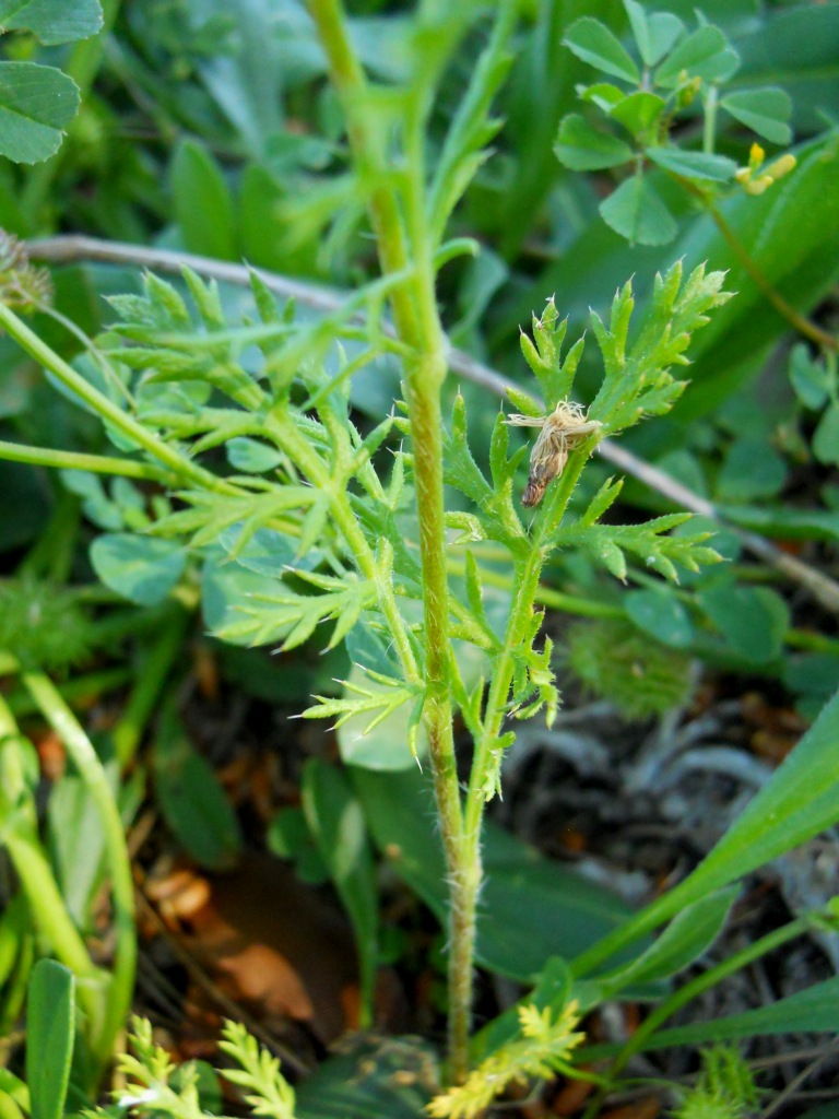 Papaver sp.