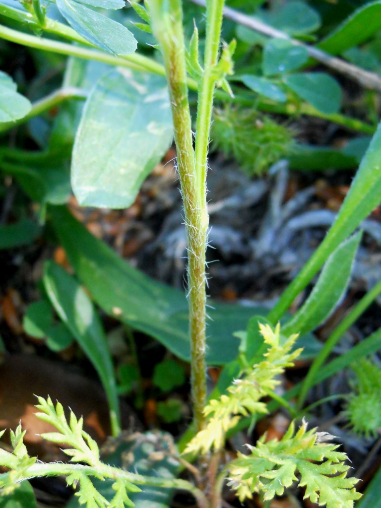Papaver sp.