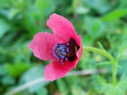 Papaver sp.