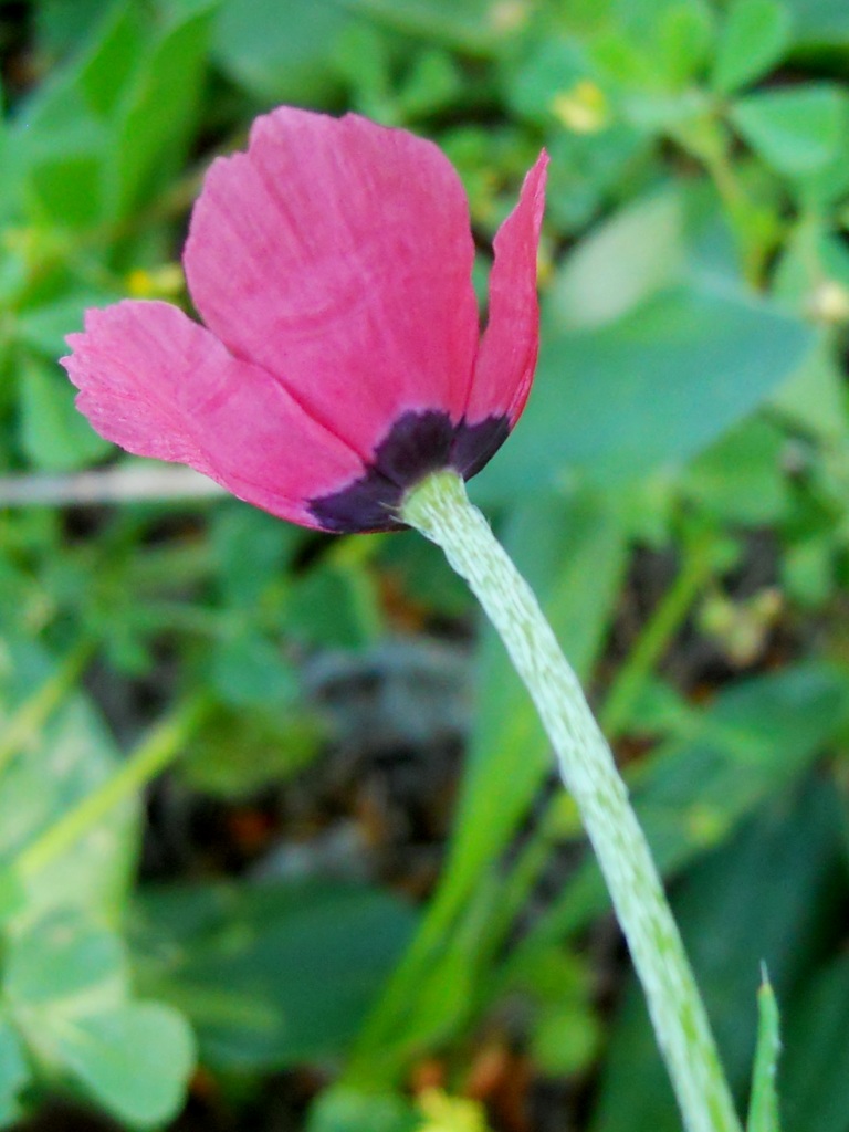 Papaver sp.