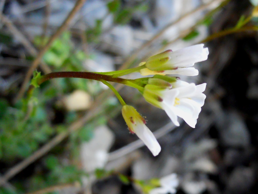 Arabis collina / Arabetta collinare