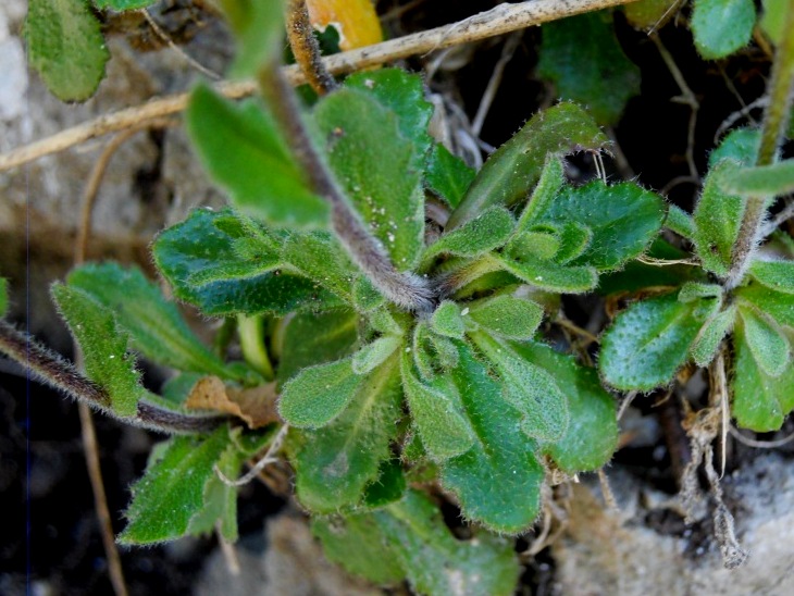 Arabis collina / Arabetta collinare