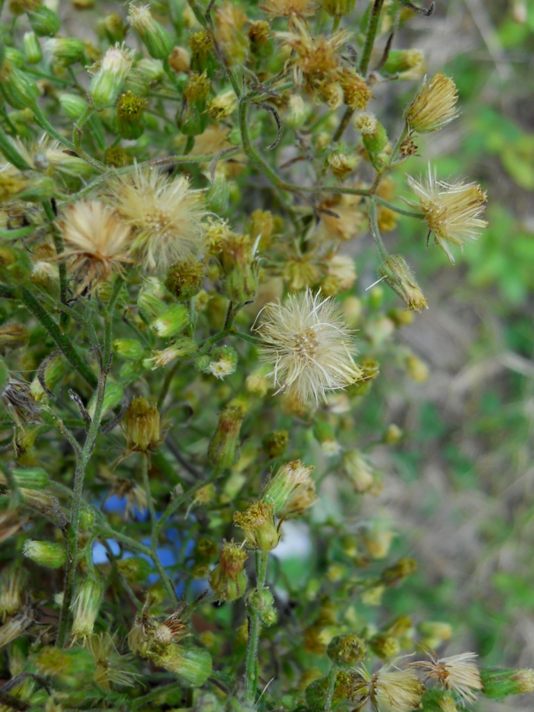 Erigeron sumatrensis