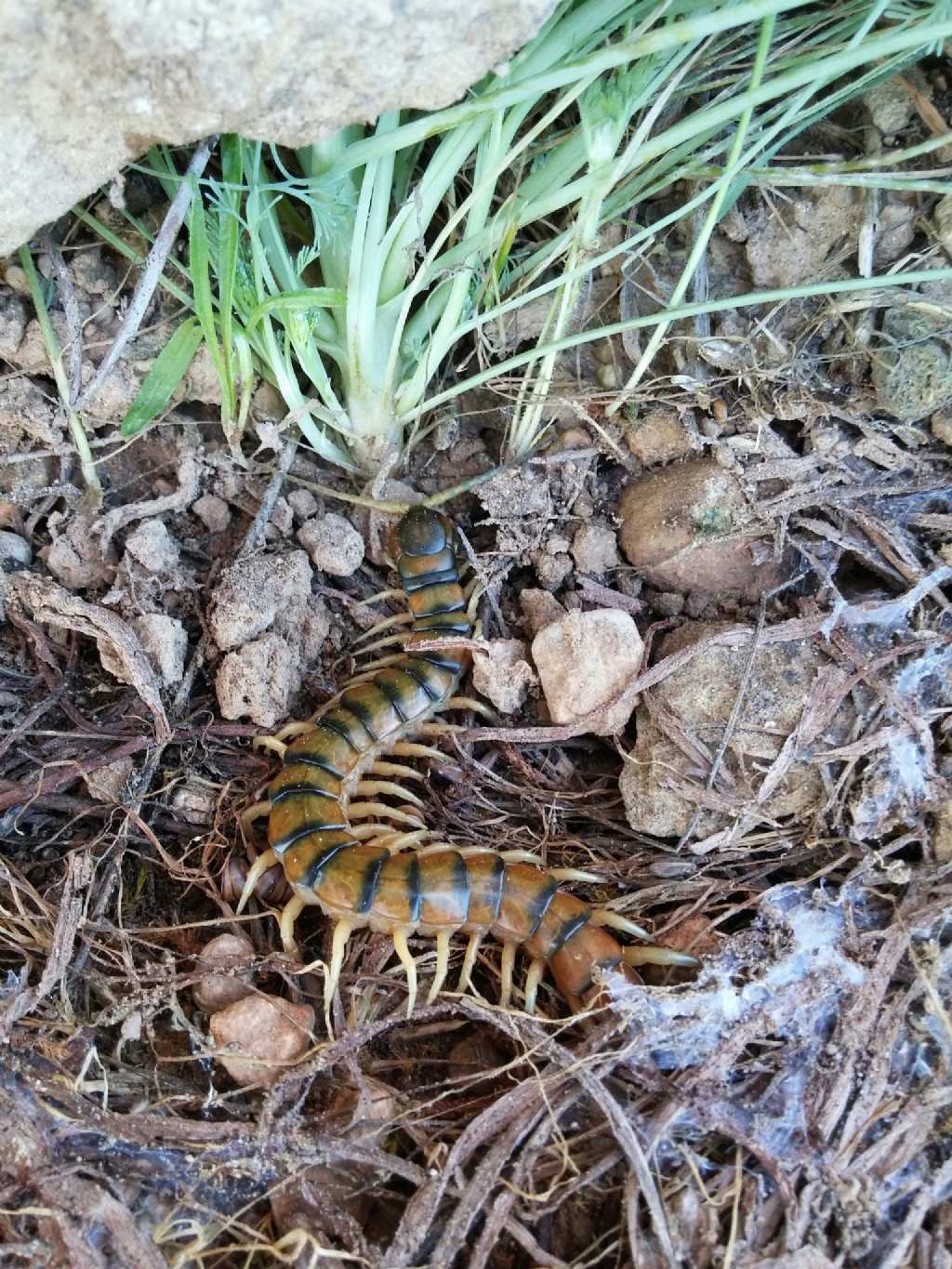Chilopoda: Scolopendra cingulata  -  Lleida (Spagna)