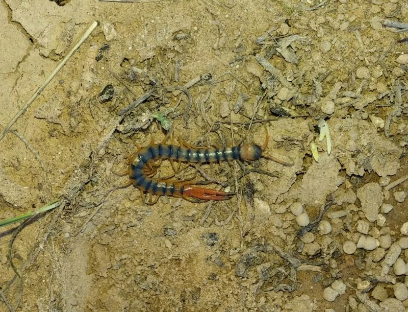 Chilopoda: Scolopendra cingulata  -  Lleida (Spagna)