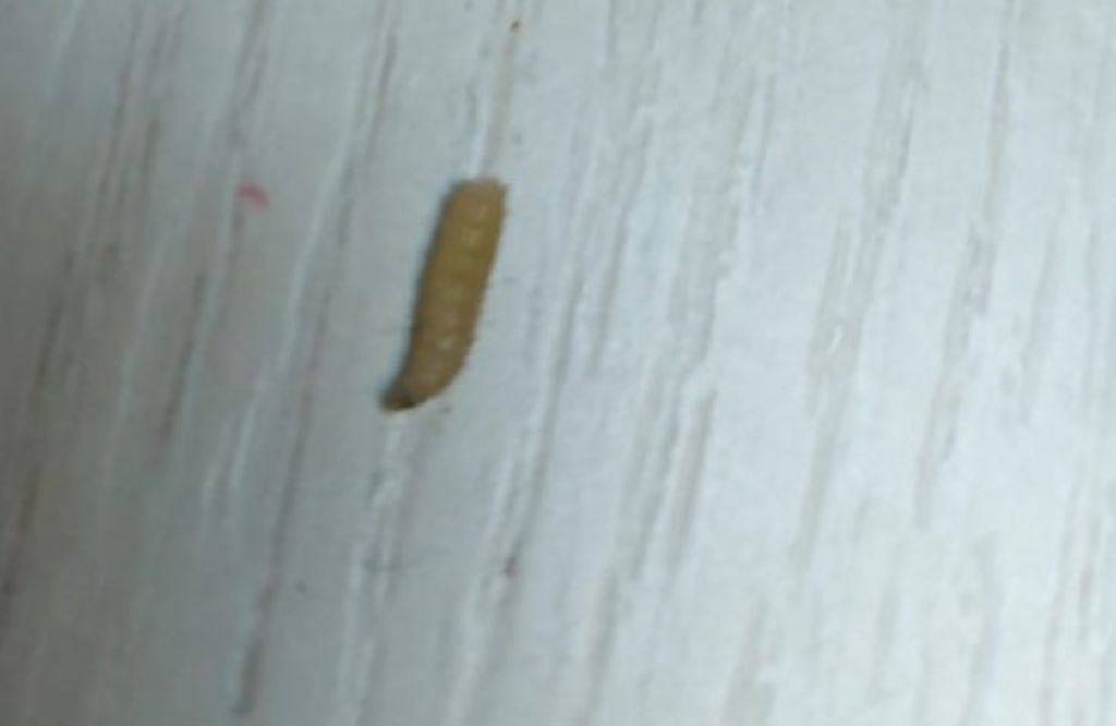identificazione larva