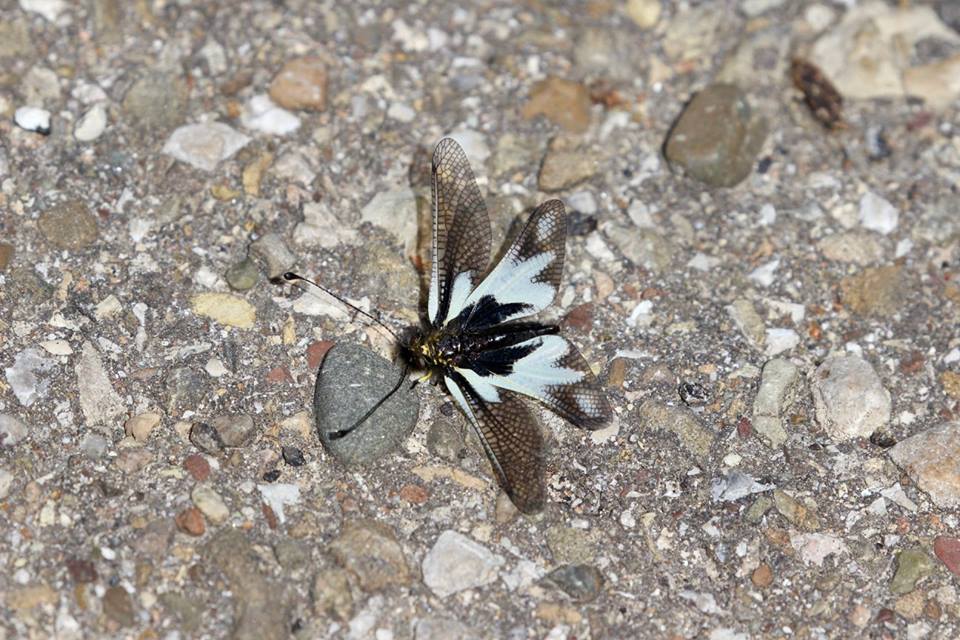 Libelloides delle Murge:  L. latinus, L. coccajus e L. lacteus