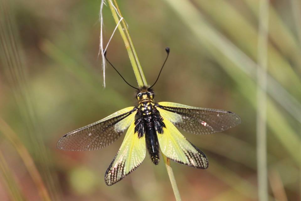 Libelloides delle Murge:  L. latinus, L. coccajus e L. lacteus