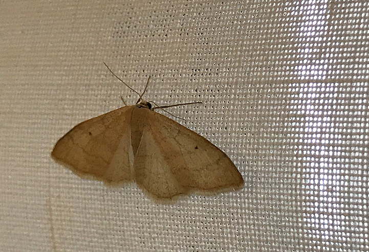 Falena da ID, Verona -  Idaea straminata, Geometridae