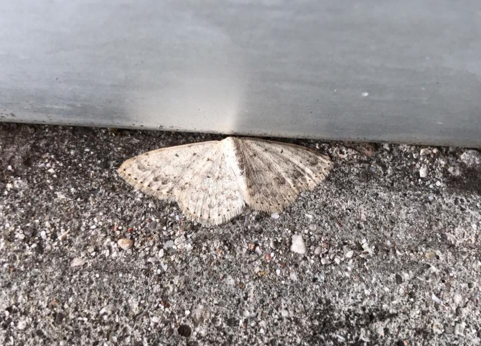 Falena da ID, Verona